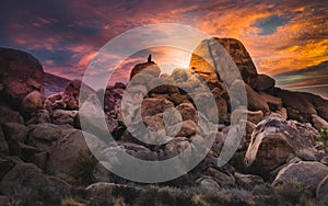 One Person Sitting on a Cluster of Boulders Watching a Colorful Desert Sunset In Joshua Tree National Park