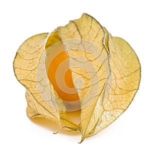 One physalis fruit