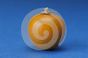 One Physalis fruit against a blue background