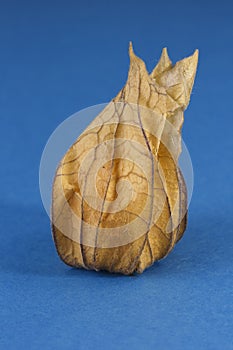 One Physalis fruit against a blue background