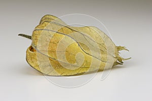 One Physalis fruit against a bright background
