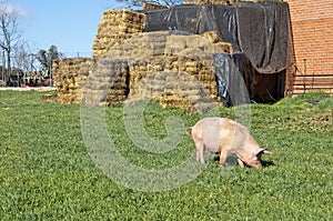 One pig in field