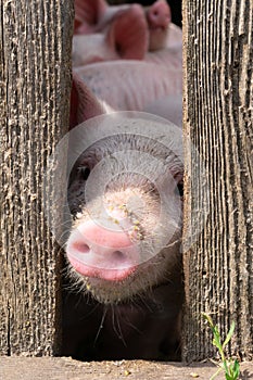 One pig is looking thru a wood fence at a farm