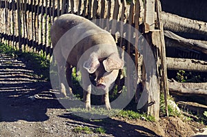 One pig next to wooden fence in Albanian farm.