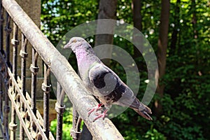One pigeon with beautiful plumage perched on metal fence of the Chinese Bridge Bridge in the Arboretum Oleksandriya