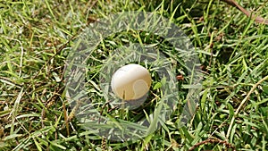 pigeon egg on the grass.