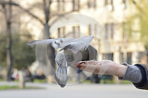 One pigeon feeding and balancing on man's hand