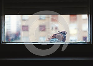 One Pigeon in Front of Window