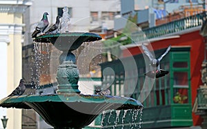 One pigeon landing on the fountain of Plaza Mayor in Lima, Peru, South America