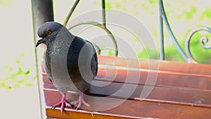 One pigeon poses in the park. Outdoor urban birds.