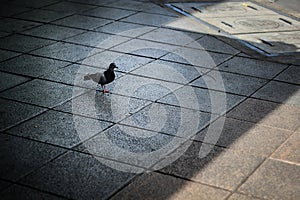 One pigeon was walking on the cement floor on the activity yard.