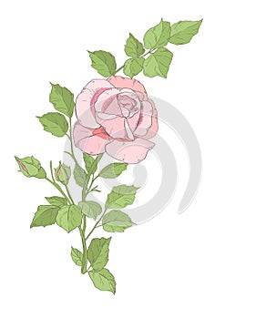 One pinck rose.