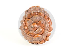 One pine cone isolated