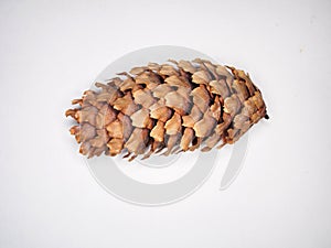 One pine cone on a white background. Texture