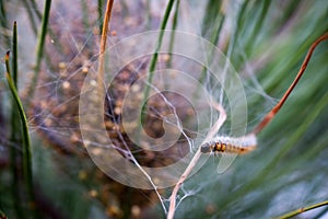 One pine processionary caterpillar in a pine tree