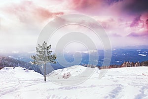 One pine tree on the snow-covered mountain at sunset