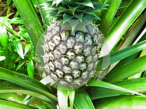 One pineapple on a garden tree