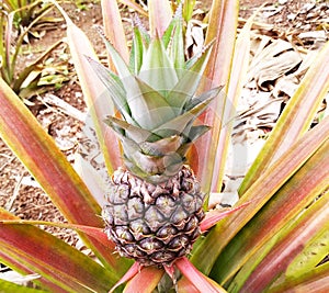 One pineapple on a garden tree