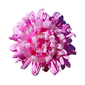 One pink aster callistephus flower isolated on white