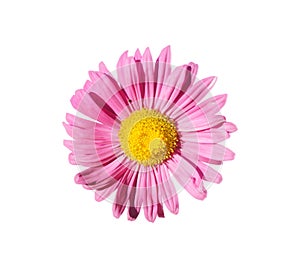One pink aster callistephus with yellow center flower isolated o