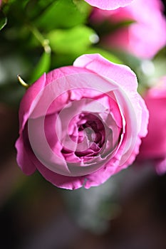 One pink blurred rose with gentle background