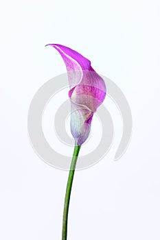 One pink Calla Lily on white background