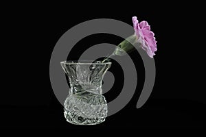 One pink carnation flower stem in vase