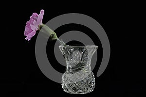 One pink carnation flower stem in vase