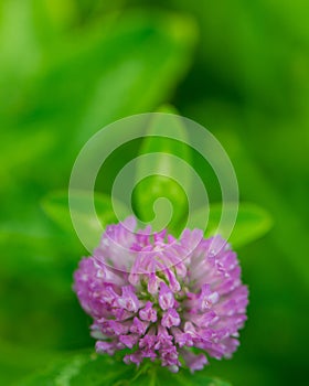 One pink clover flower on a blurred green background