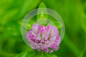 One pink clover flower on a blurred green background