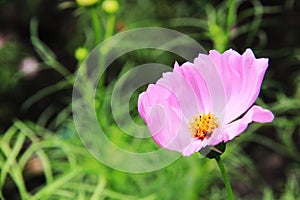 One pink cosmos flower have yellow and black polle