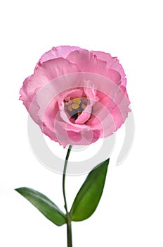 One pink eustoma on a white background