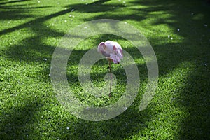 One pink flamingo on the green grass