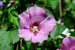 One pink flower of hibiscus syriacus, commonly known as Korean rose, rose of Sharon, Syrian ketmia, shrub althea or rose mallow, i