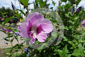 One pink flower of Hibiscus syriacus