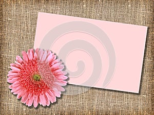 One pink flower with message-card