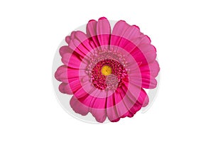 One pink gerbera flower on white background isolated close up, purple gerber flower, red daisy head top view, floral pattern