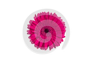 One pink gerbera flower on white background isolated close up, purple gerber flower, red daisy head top view,  floral pattern