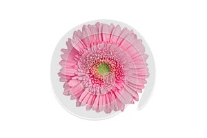 One pink gerbera flower on white background isolated close up, red gerber flower macro, daisy head top view, floral patt