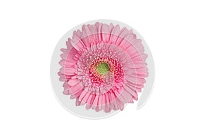 One pink gerbera flower on white background isolated close up, red gerber flower macro, daisy head top view, floral patt photo