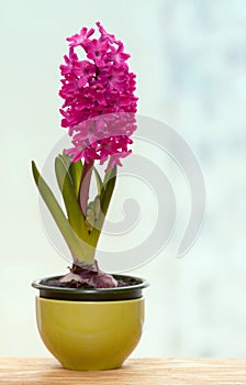 One pink hyacinth flower pot on a windowsill cold spring day