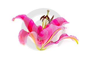 One pink lily flower isolated on white