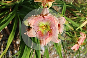 One pink and peach flower surround by green leaves