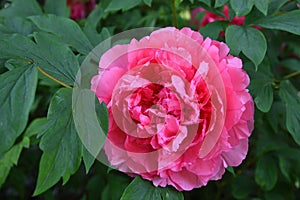 One pink peony flower with green leaves