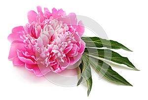 One pink peony
