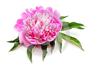 One pink peony