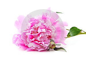 One pink peony