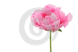 One pink peony.