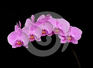 One pink phalaenopsis on black background