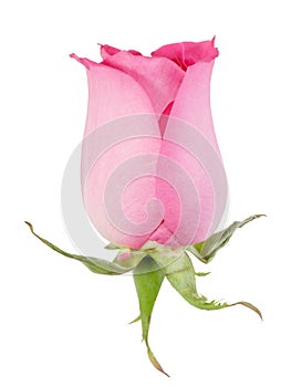 One pink rose